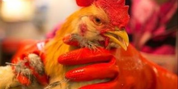 No bird flu in North West | News Article