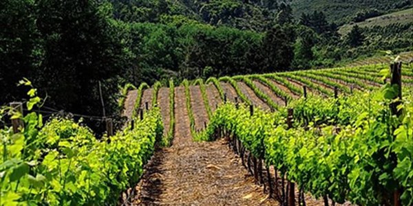 Good wine harvest despite drought | News Article