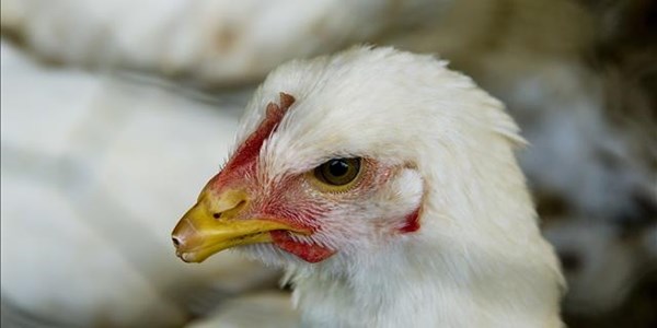 Agriculture committee pleased with bird flu efforts | News Article