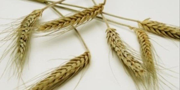 Wheat prices end week on increase of 3% | News Article