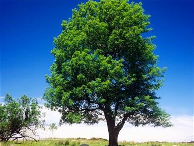 Mpumalanga's teacher-under-a-tree finally gets his classroom | News Article