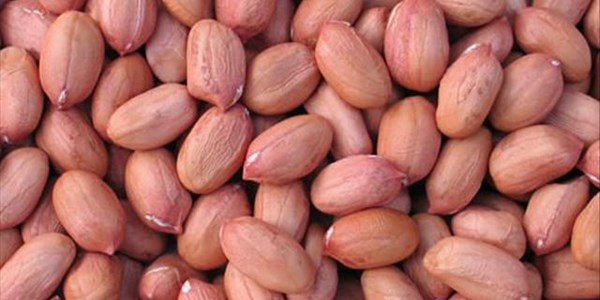 Peanut prices doubled due to increase in exports Peanut prices doubled due to increase in exports | News Article