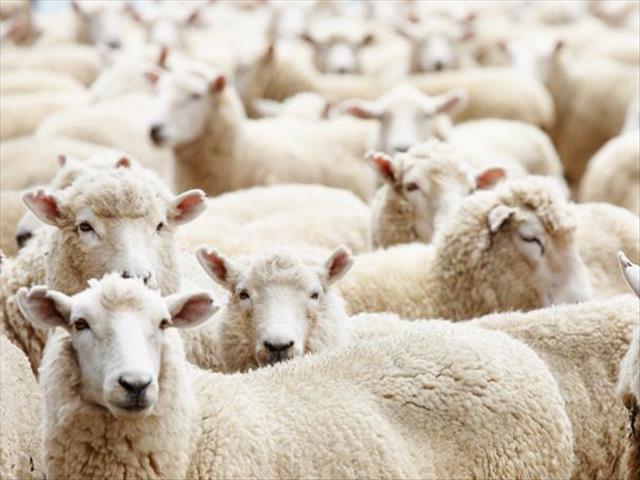 Stolen sheep recovered due to vigilant policing in #FSstocktheft  | News Article