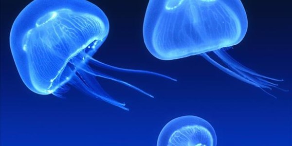 Jellyfish on menu soon | News Article