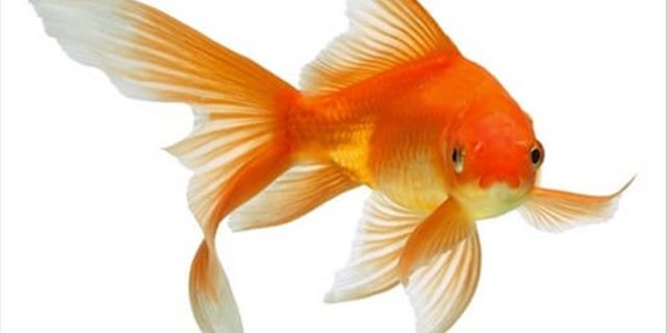 Goldfish produce alcohol to survive | News Article