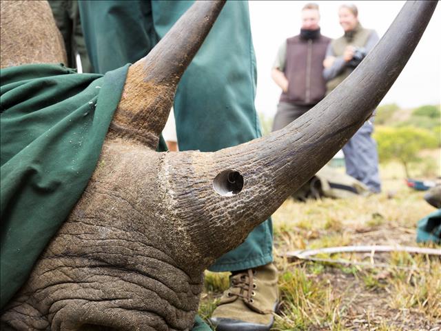 Online rhino horn auction set to open in South Africa | News Article