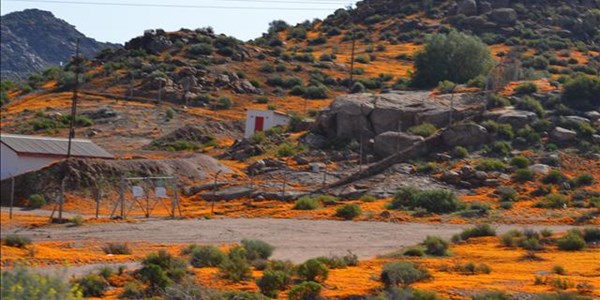 Namaqualand bloom delayed Namaqualand bloom delayed | News Article