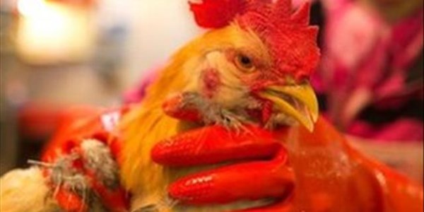24 birds test positive for Avian flu  | News Article