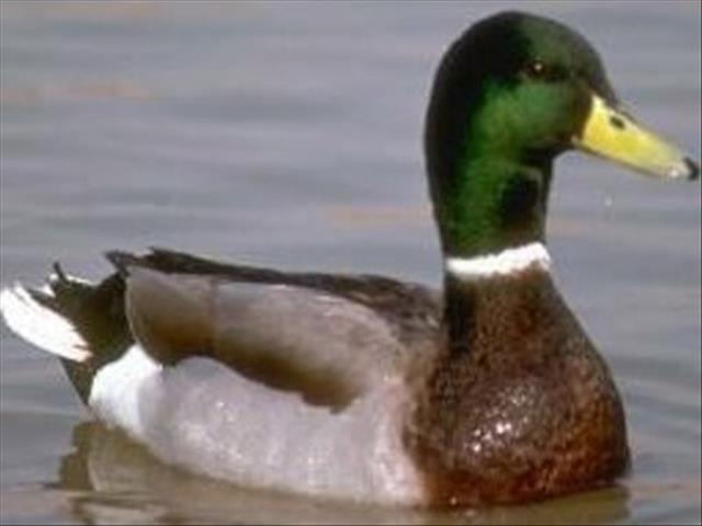 Bird flu outbreak reported in NW | News Article