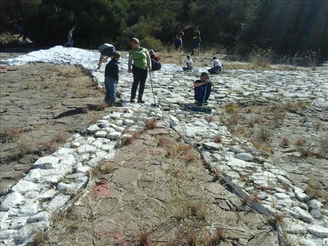 Bloemfontein se wit perd pronk weer | News Article