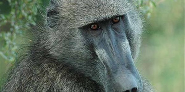 No tests done on rescued baboons | News Article