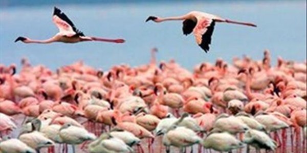 Flamingos expected to boost NC eco-tourism | News Article