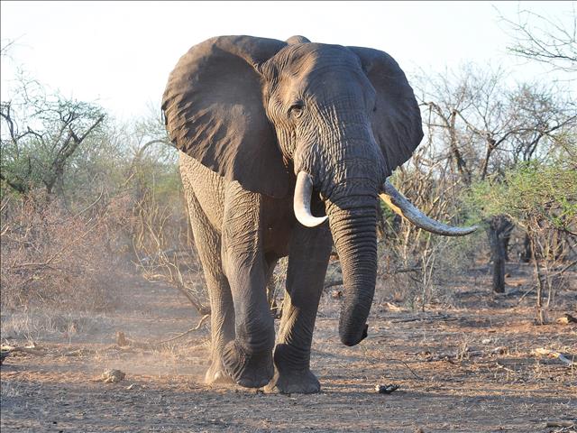 Tanzanian rangers harness new technology to fight poachers | News Article