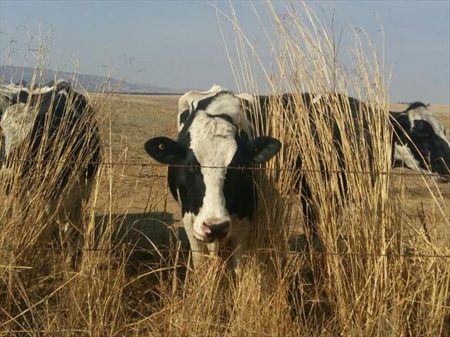 Murdered #VredeDairy farmer's cell phone only item missing | News Article