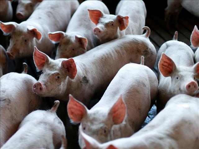 China reports new African swine fever outbreak  | News Article