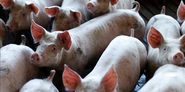 China reports new African swine fever outbreak  | News Article
