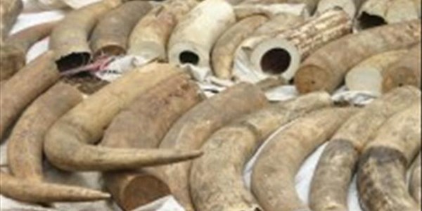 Elephant tusks found during stop and search in NW | News Article