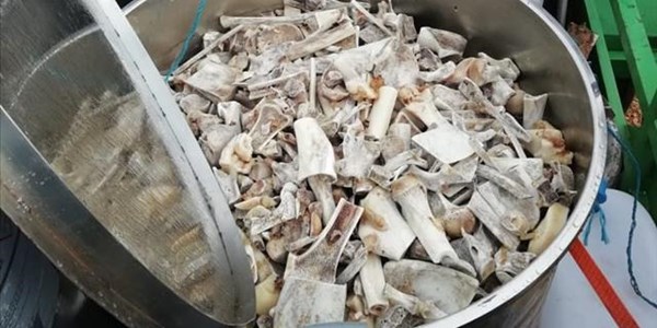 Alleged key player in lion bone syndicate in court after handing himself over to police Alleged key player in lion bone syndicate in court after handing himself over to police | News Article
