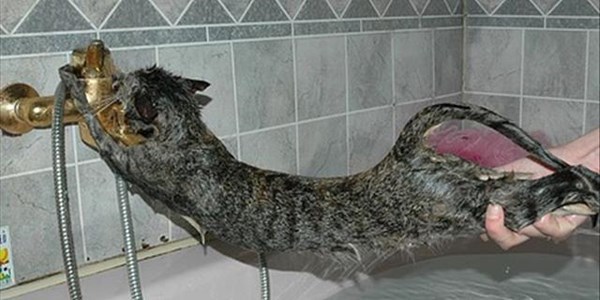Just Plain Drive: Never give a cat a bath. | News Article