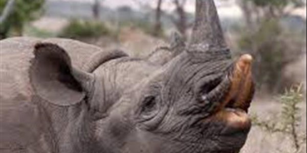 Four rare #BlackRhinos die after move from SA | News Article