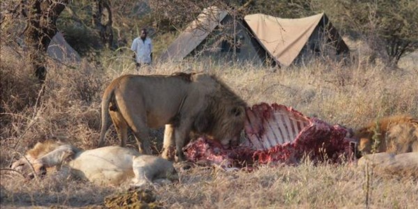 Lions suspected in drowning of 400 buffaloes in Botswana | News Article