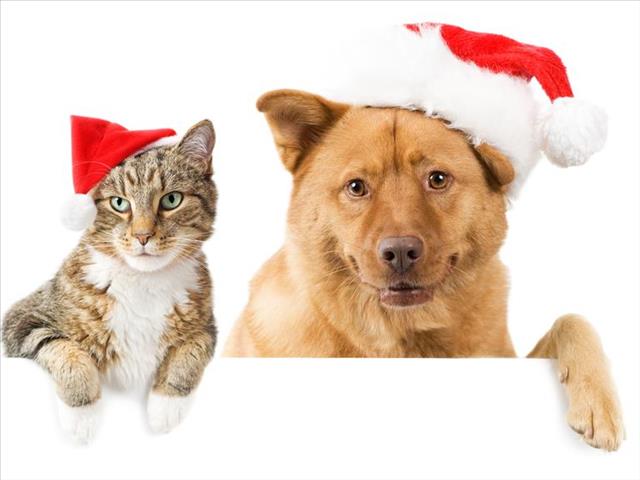 News Feature: Taking care of your pets during the Festive Season | News Article