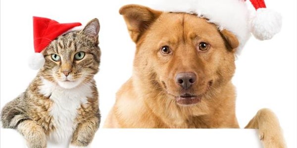 News Feature: Taking care of your pets during the Festive Season | News Article