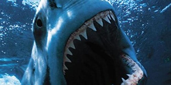 Great White sighted - Port Alfred beaches closed Great White sighted - Port Alfred beaches closed | News Article
