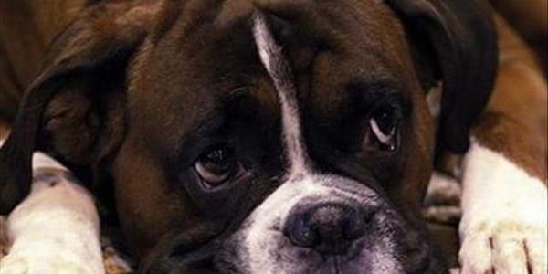 SPCA in Bloemfontein received close to 700 animals SPCA in Bloemfontein received close to 700 animals | News Article