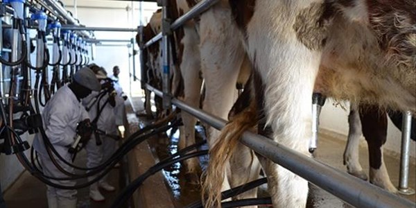 Boere melk meer in 2017 | News Article