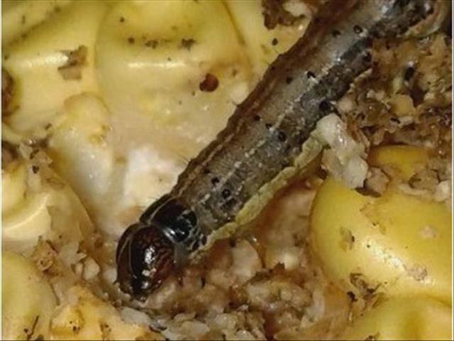 Boere moet uitkyk vir herfskommandowurms  | News Article