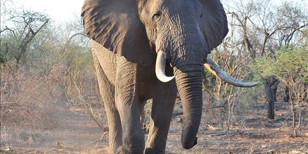 Three elephants slaughtered in Matsulu Village Three elephants slaughtered in Matsulu Village | News Article