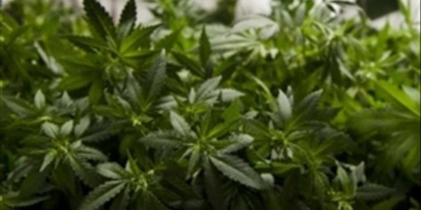 Three men arrested for marijuana worth R36 million | News Article