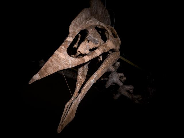 "Dracula" on display in Germany | News Article