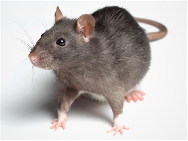 Cellular radiation linked to tumours  | News Article