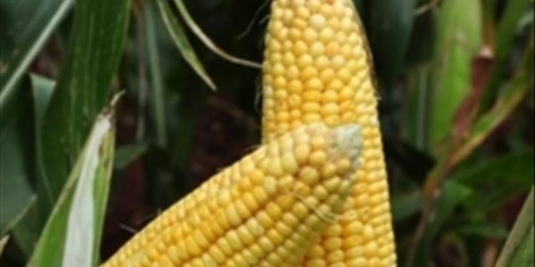South Africa to remain a net exporter of maize in new production year | News Article