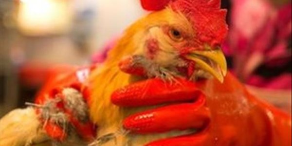 Bird flu hits two North West districts | News Article