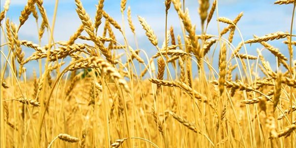 Podcast: Wandile Sihlobo from Agbiz speak about wheat imports | News Article