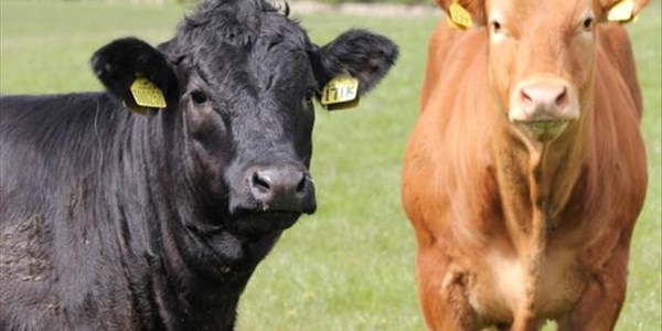 Landbou-ekonoom verduidelik ekonomiese waarde van vee Landbou-ekonoom verduidelik ekonomiese waarde van vee | News Article