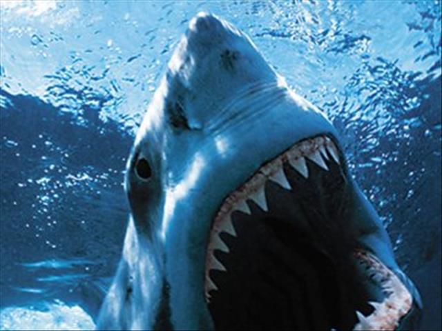 Man bitten by shark previously mauled by bear and bitten by a snake | News Article