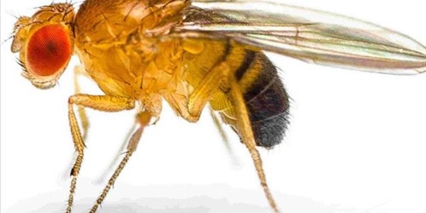 Fruit Flies More Helpful Than You Think | News Article