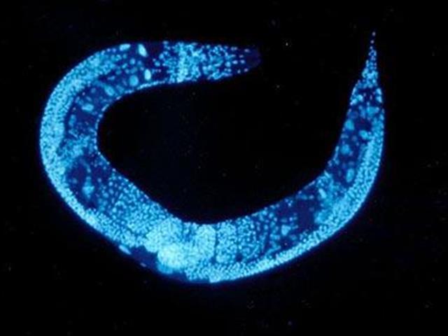 Worms do duty in space | News Article