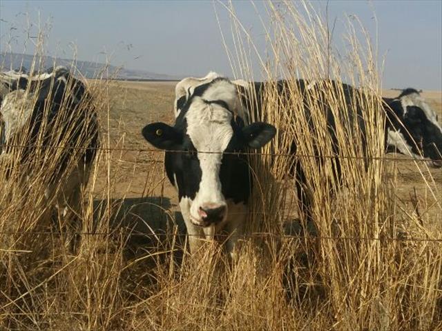 #VredeDairy: 'Oakbay Investments beneficiary of dirty money' | News Article