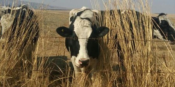 #VredeDairy: 'Oakbay Investments beneficiary of dirty money' | News Article