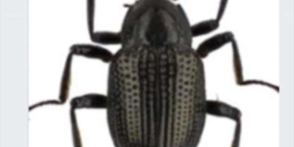 There is a new beetle species that has been named after Leonardo DiCaprio There is a new beetle species that has been named after Leonardo DiCaprio | News Article