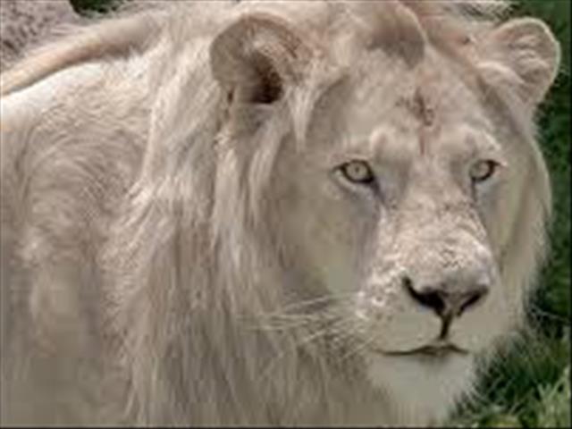 WATCH: Game reserve owner hospitalised after being mauled by a lion | News Article