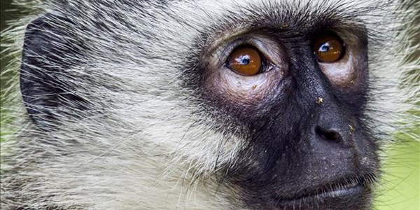 NPA welcomes sangoma animal abuse conviction in Bfn, issues warning NPA welcomes sangoma animal abuse conviction in Bfn, issues warning | News Article
