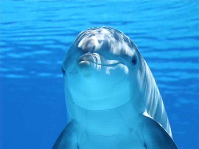 Dolphin 'happiness' measured by scientists in France | News Article