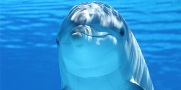 Dolphin 'happiness' measured by scientists in France | News Article