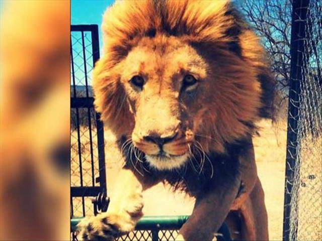 Twitter mourns the death of Shamba the lion with #RIPShamba | News Article